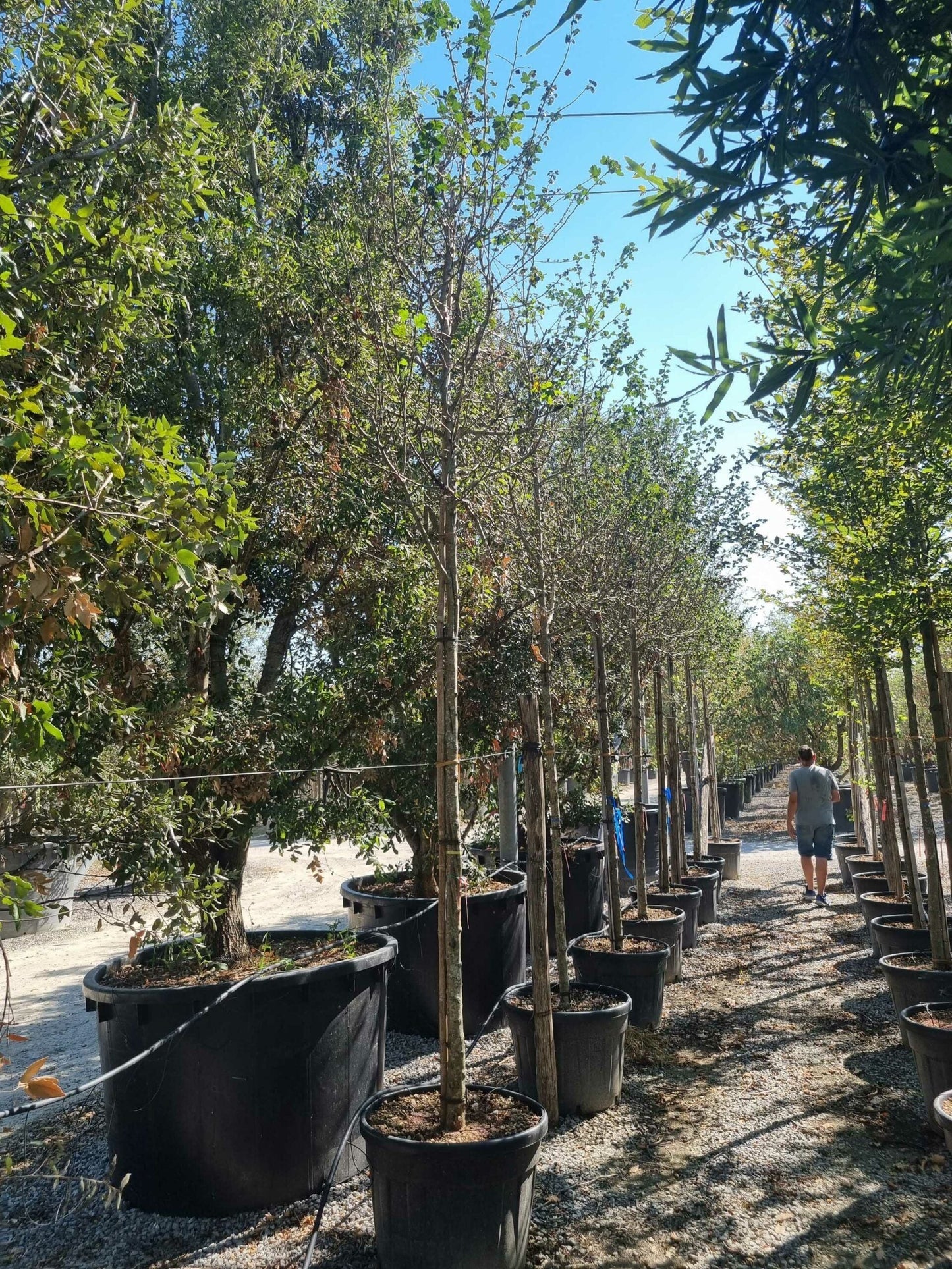 CRATAEGUS monogyna