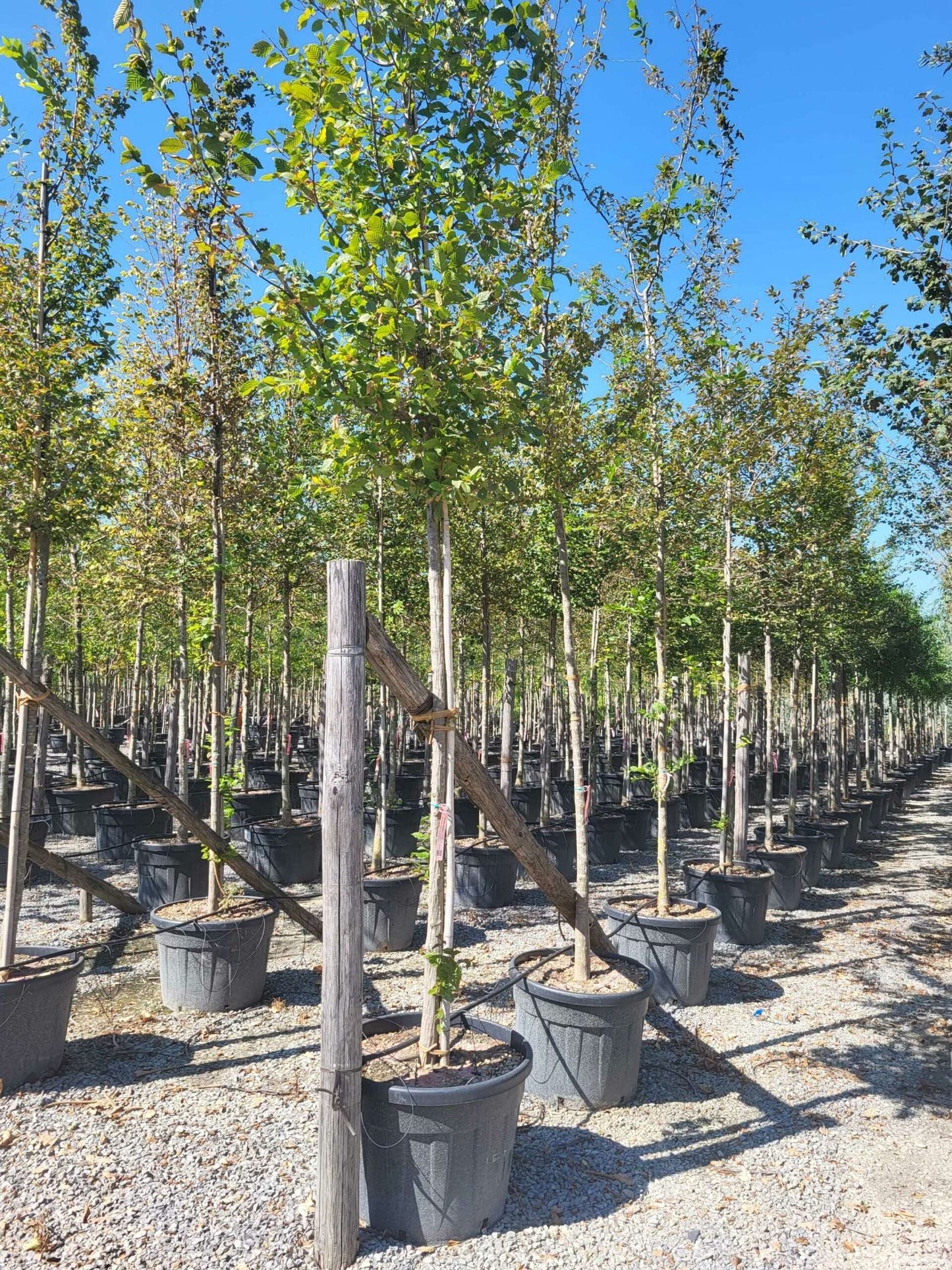 CARPINUS betulus 'Albert Beckman'