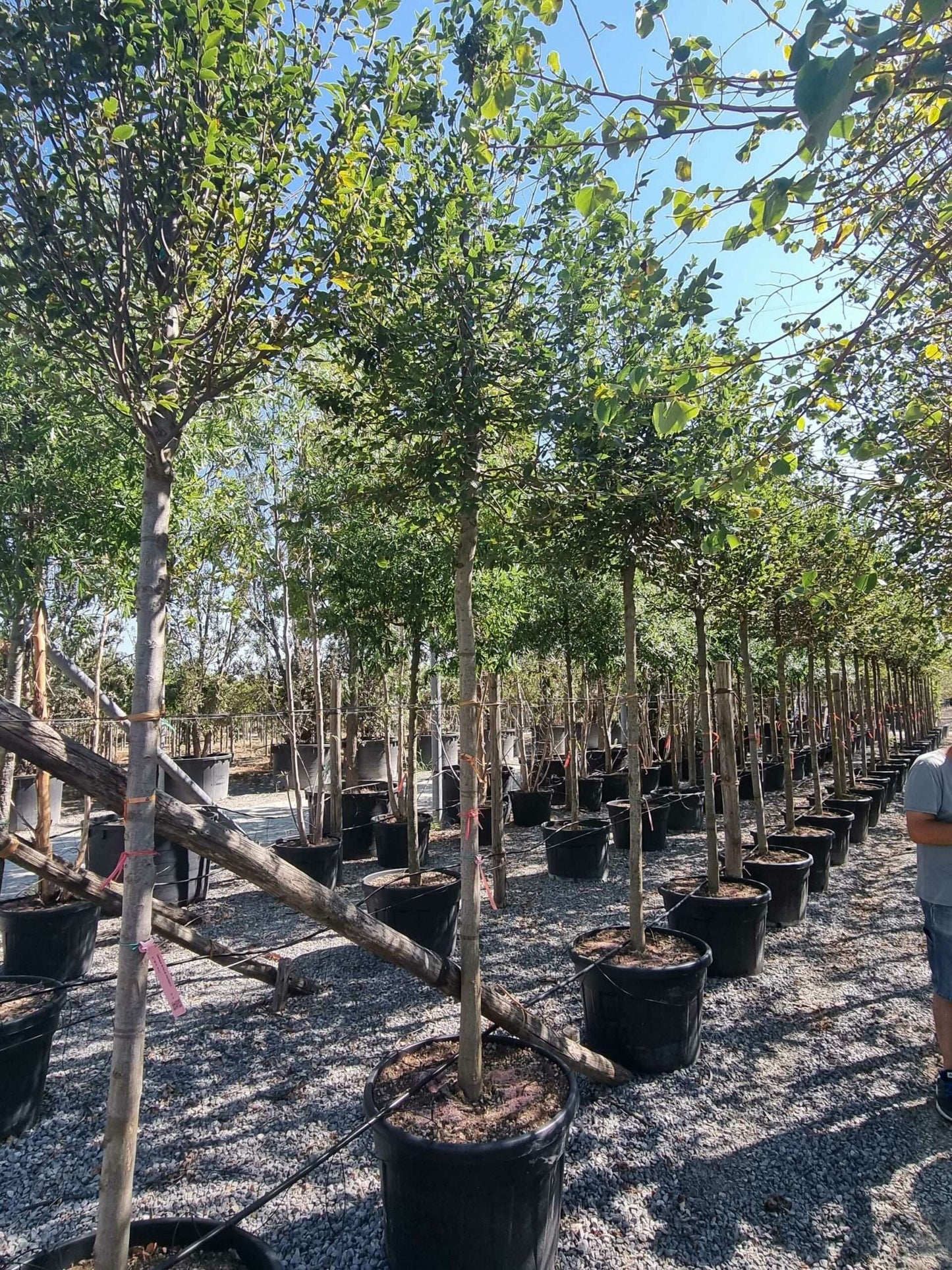 CARPINUS betulus 'Albert Beckman'