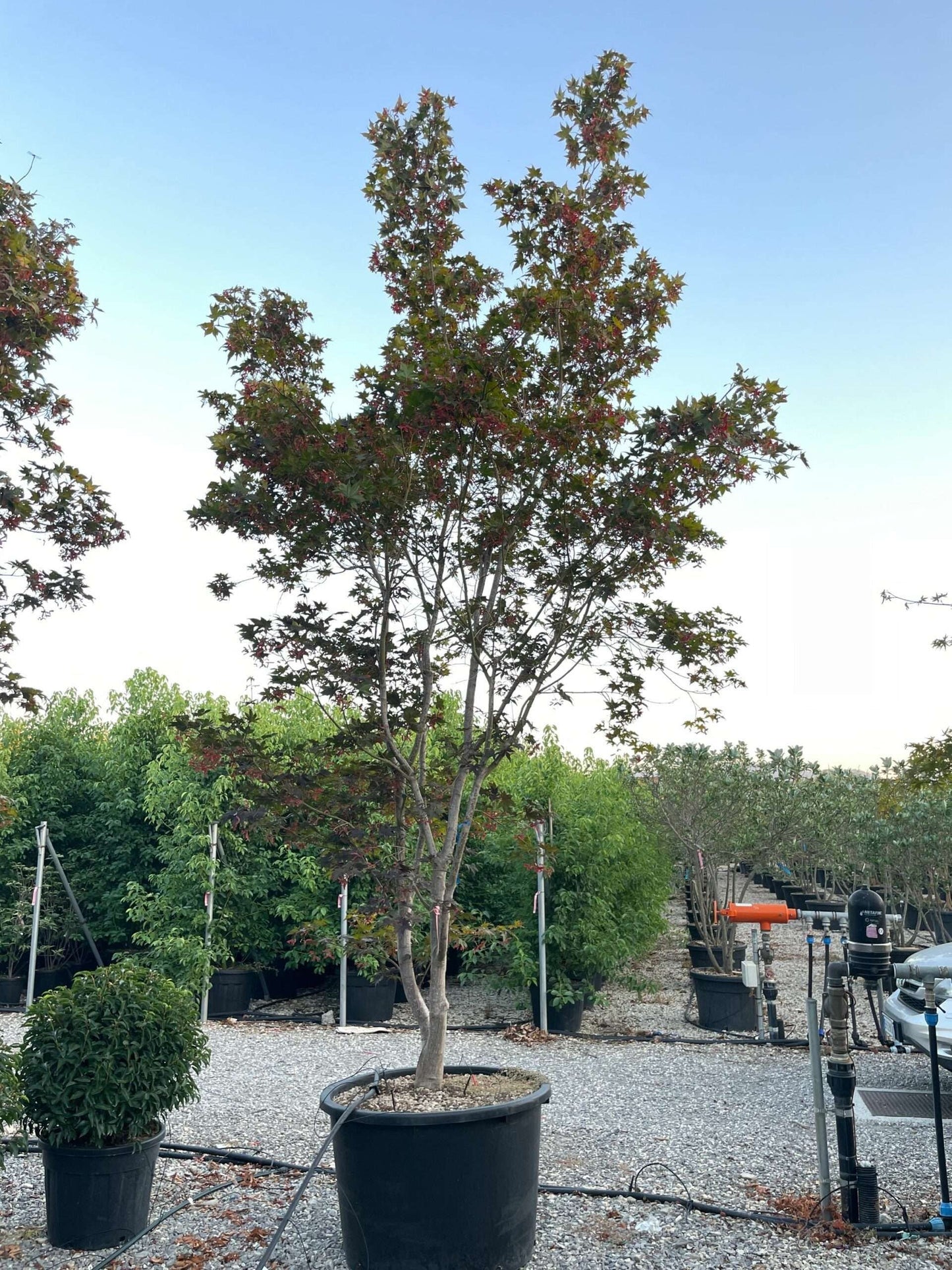 ACER palmatum 'Butterfly'