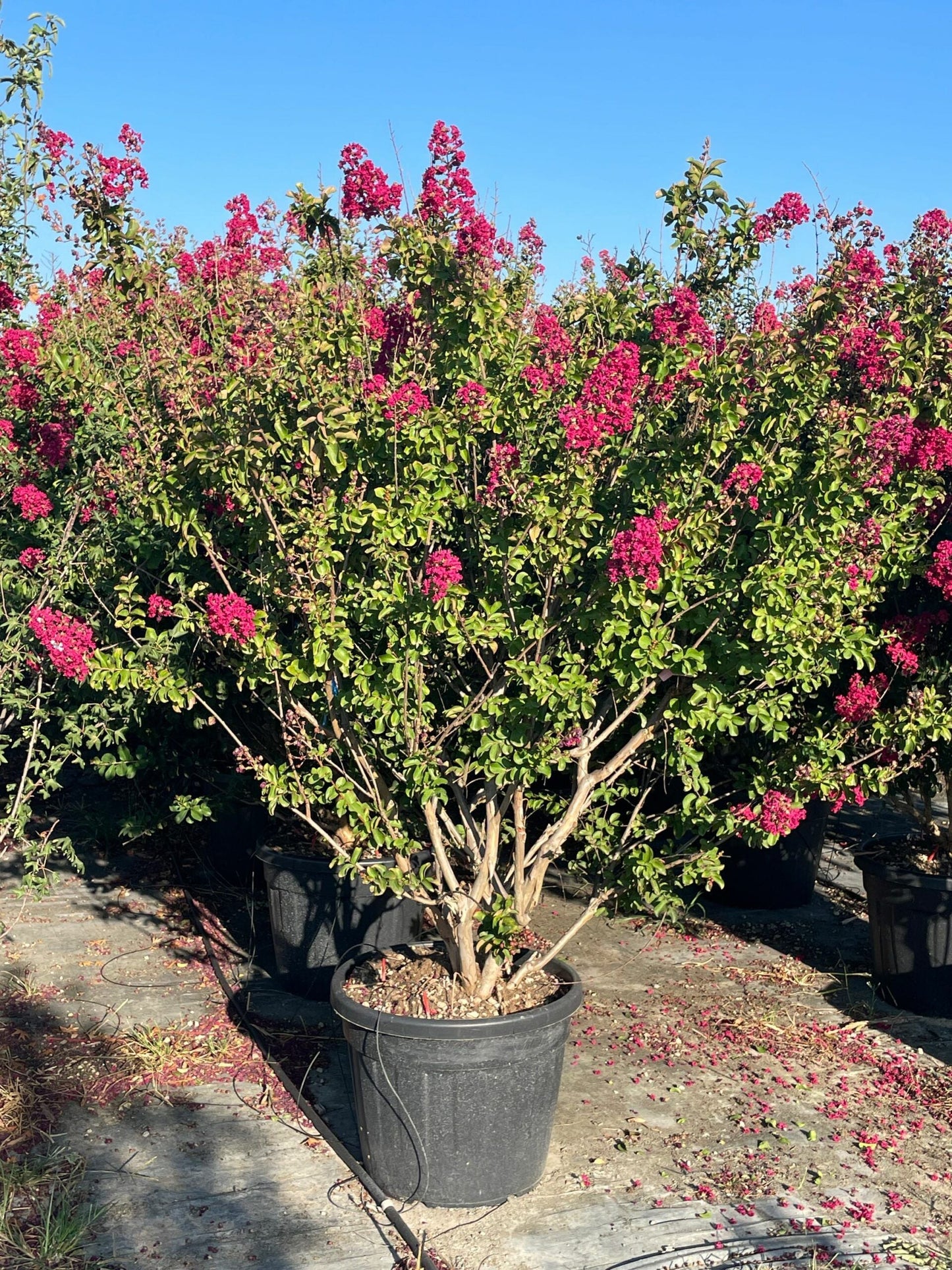 LAGERSTROEMIA x 'Dynamite'