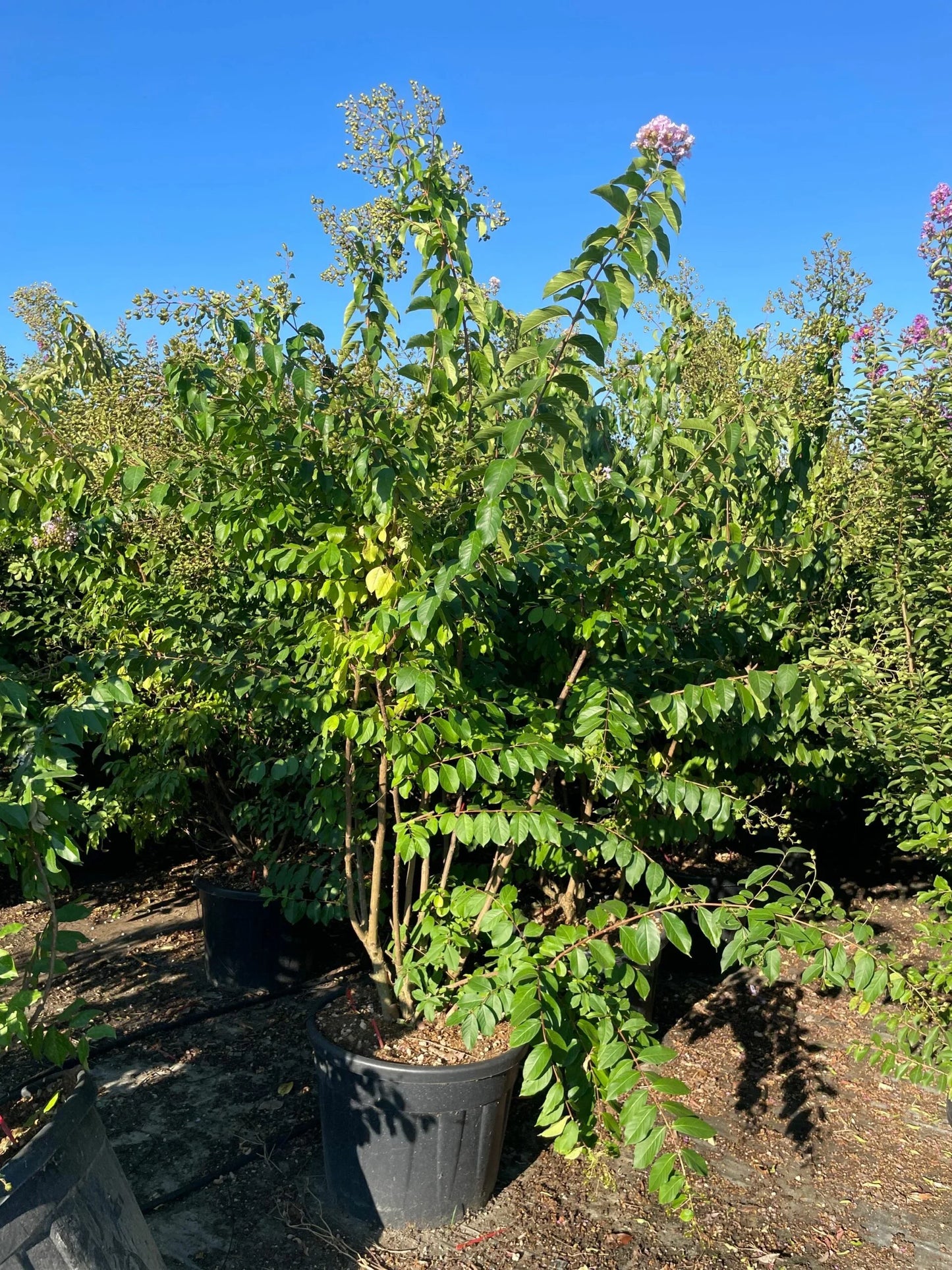 LAGERSTROEMIA x 'Natchez'