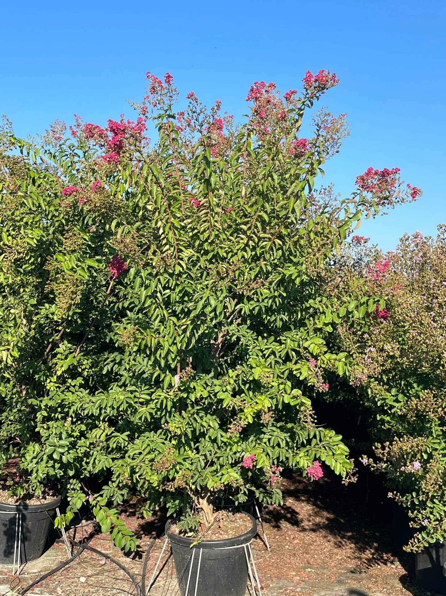 LAGERSTROEMIA x 'Watermelon'