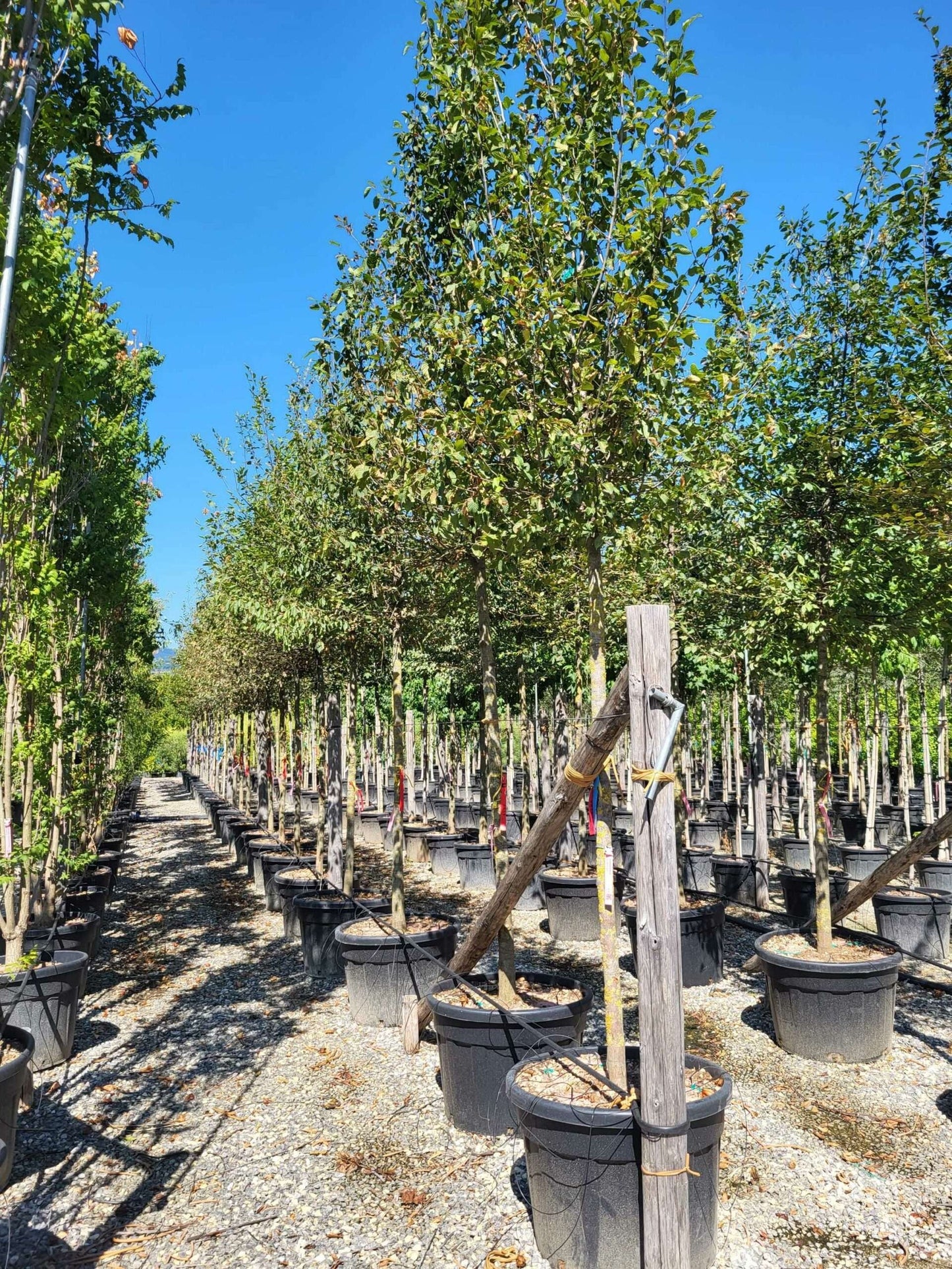 CARPINUS betulus 'Albert Beckman'