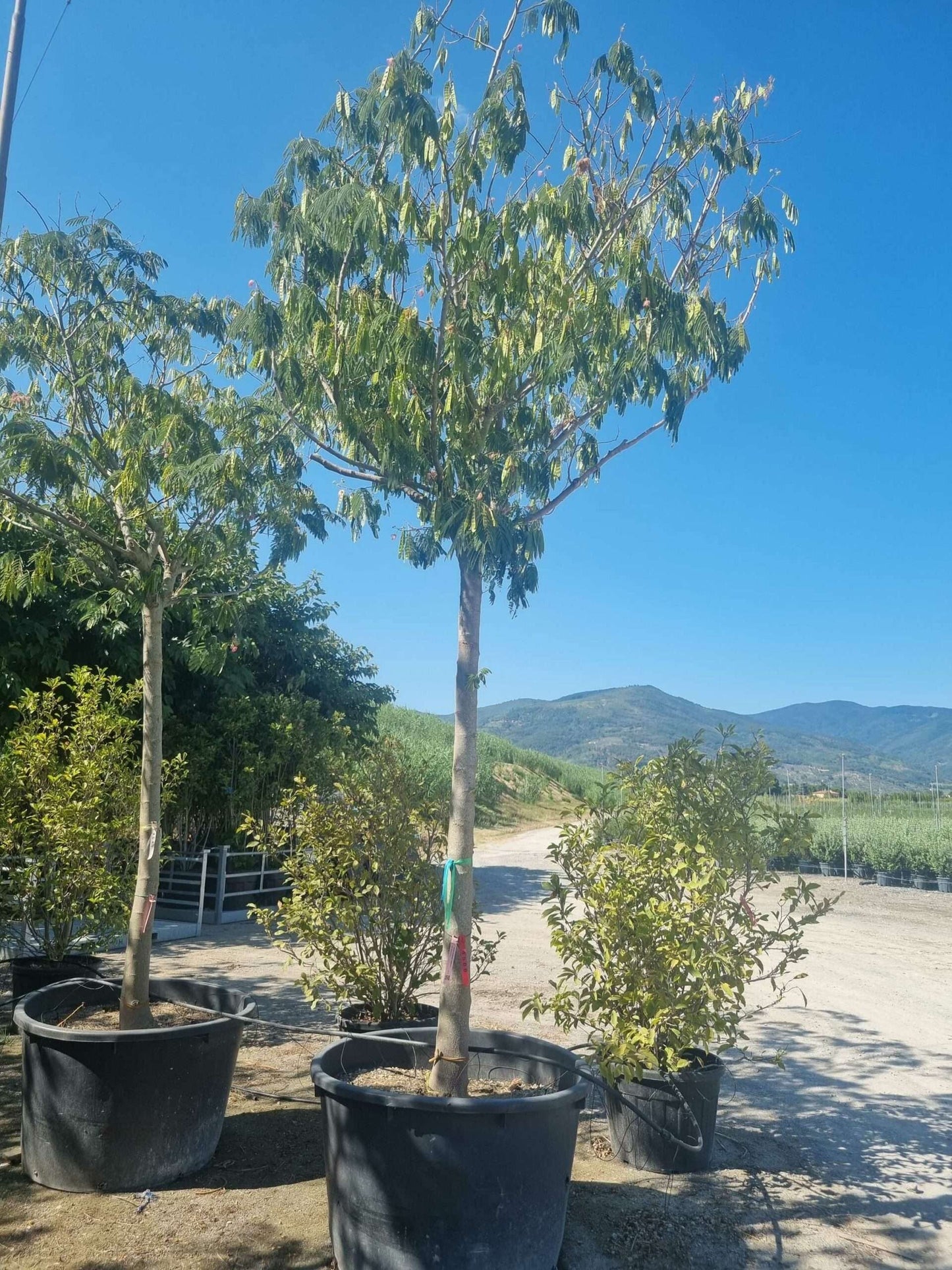 ALBIZIA julibrissin 'Shidare'