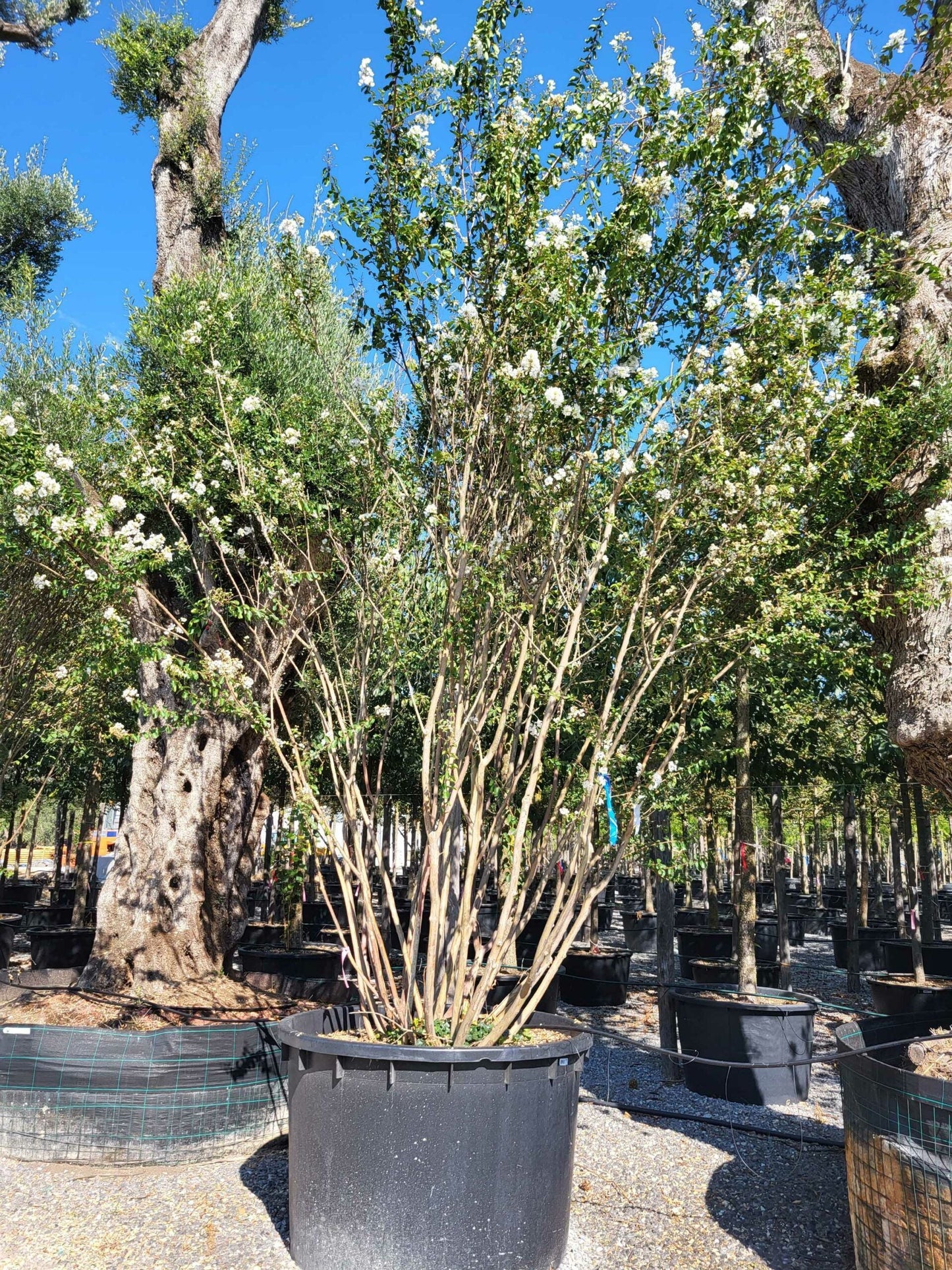 LAGERSTROEMIA indica 'Petite Orchid'