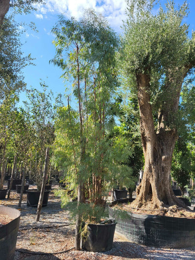 EUCALYPTUS parvifolia