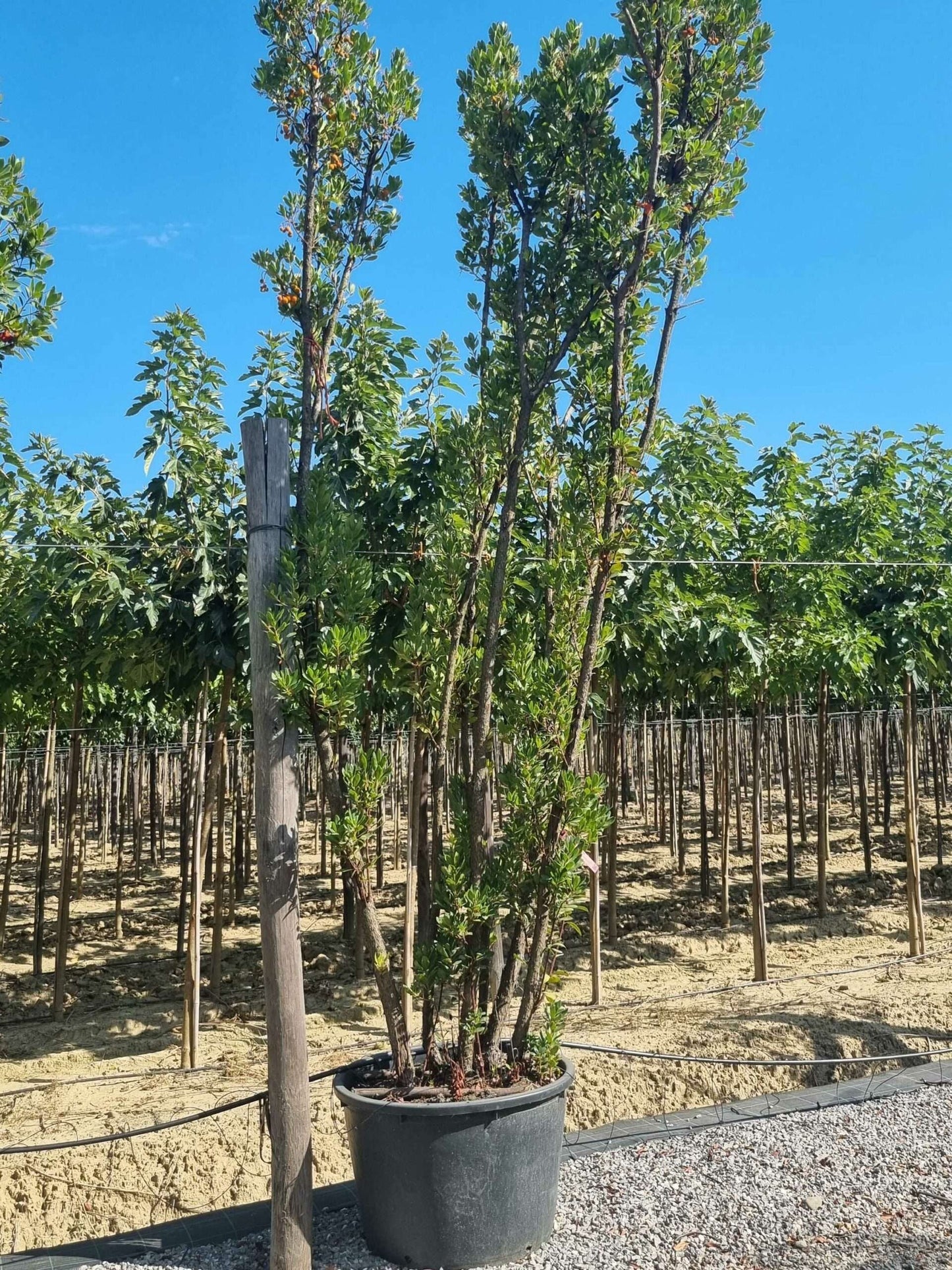 ARBUTUS unedo 'Compacta'