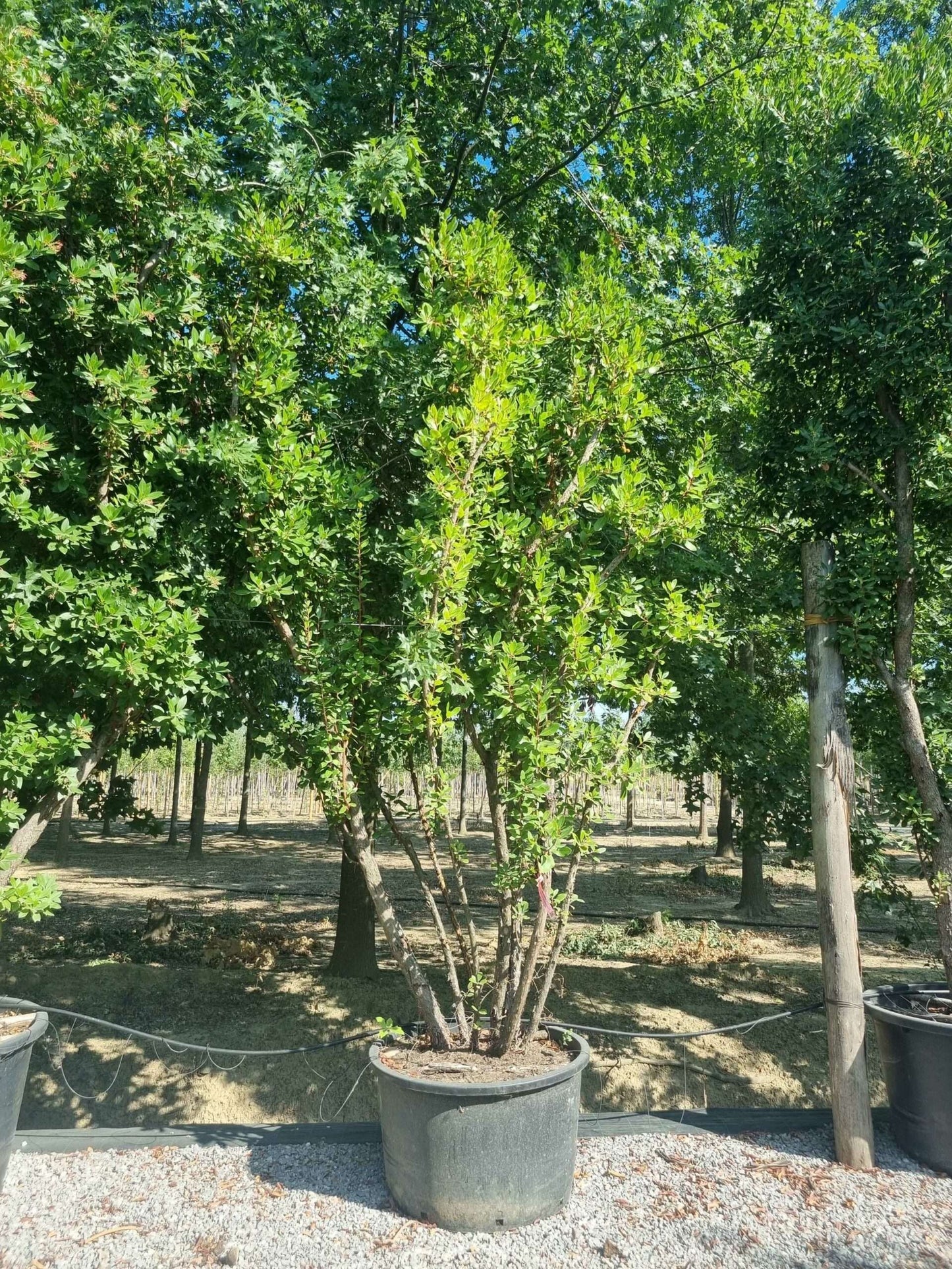 ARBUTUS unedo 'Compacta'