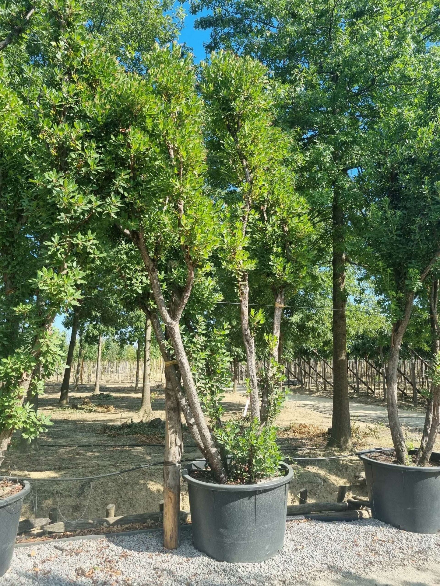 ARBUTUS unedo 'Compacta'
