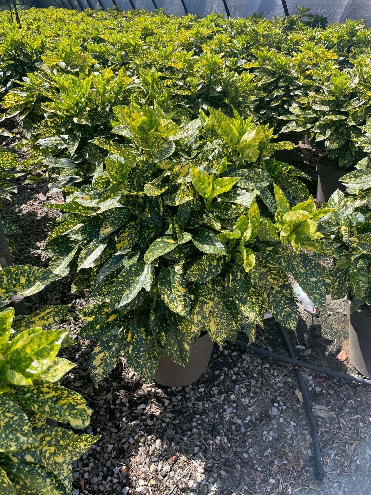 AUCUBA japonica 'Crotonifolia'