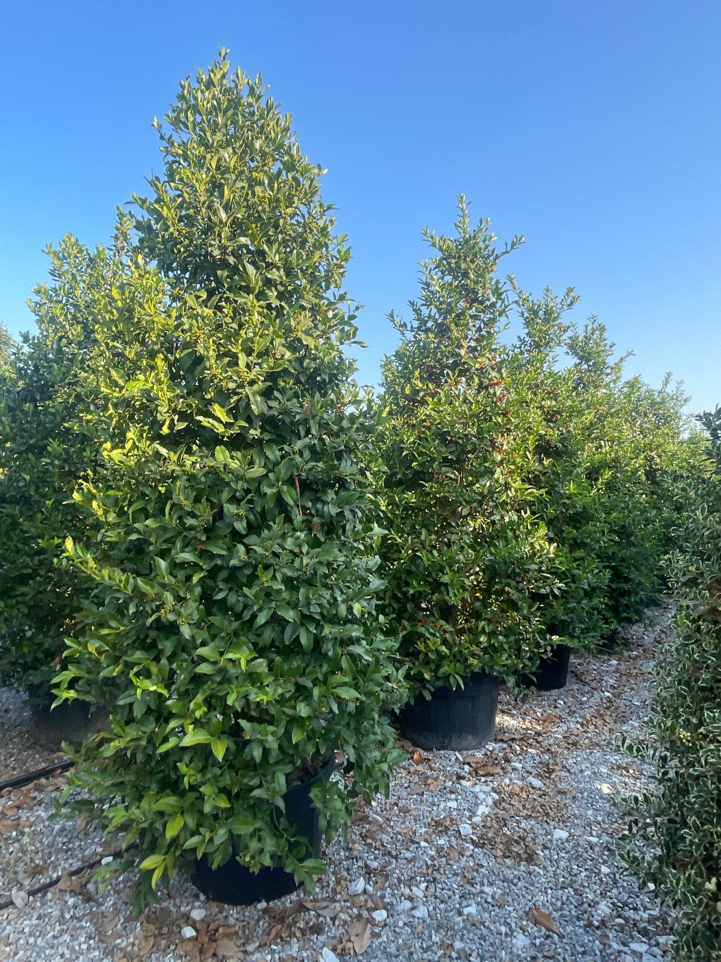 ILEX cornuta