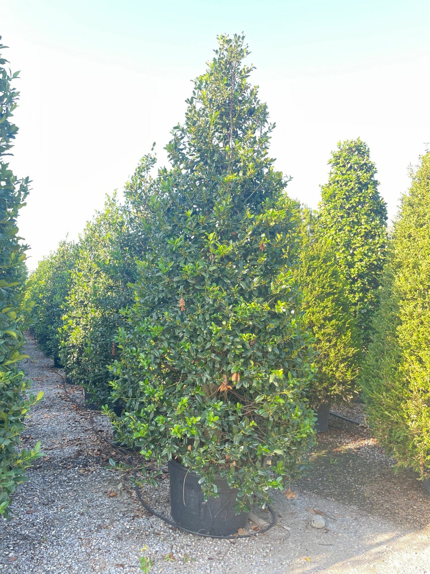 ILEX x altaclerensis 'Golden King'