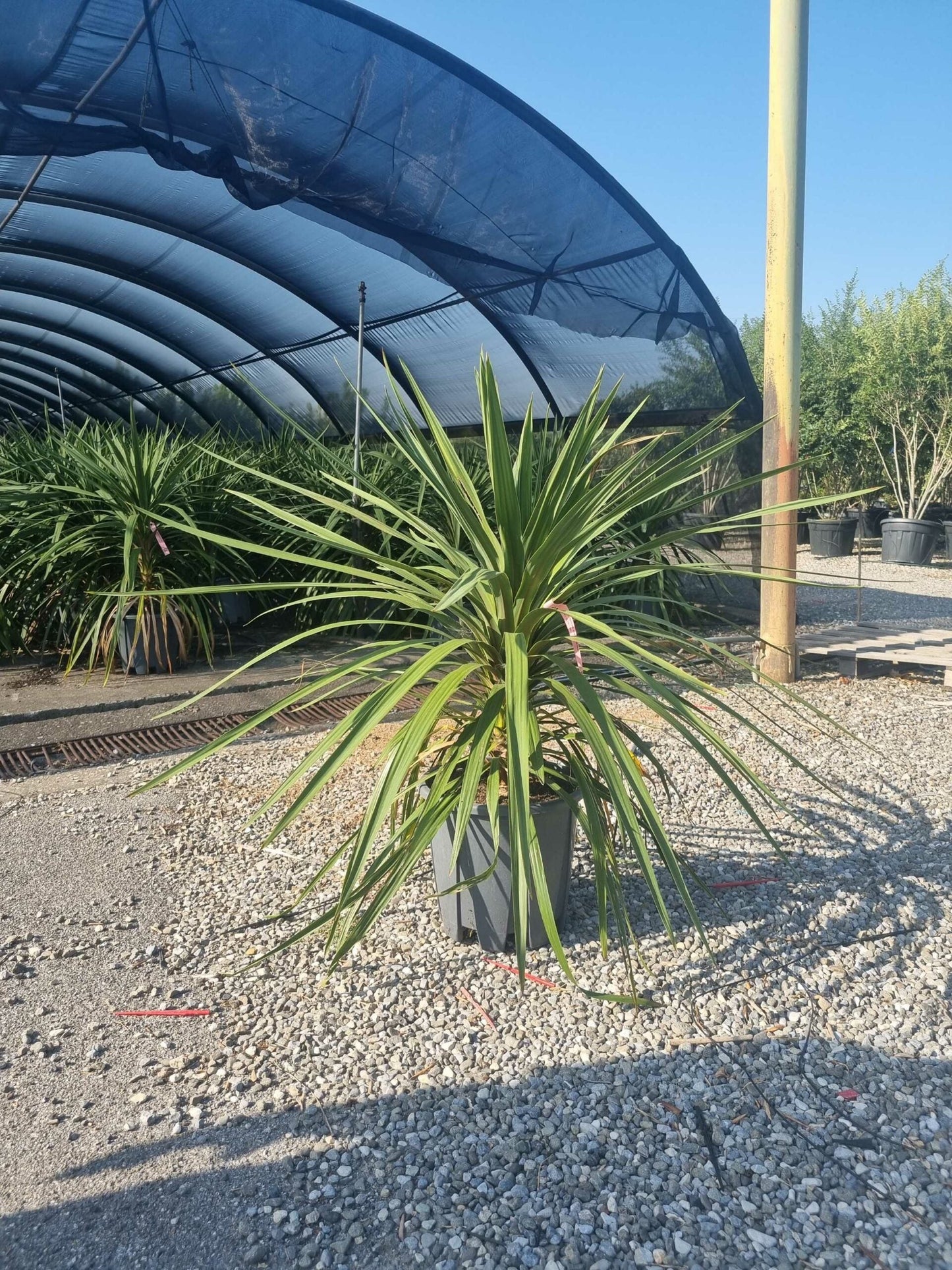 CORDYLINE australis 'Pink Champagne'