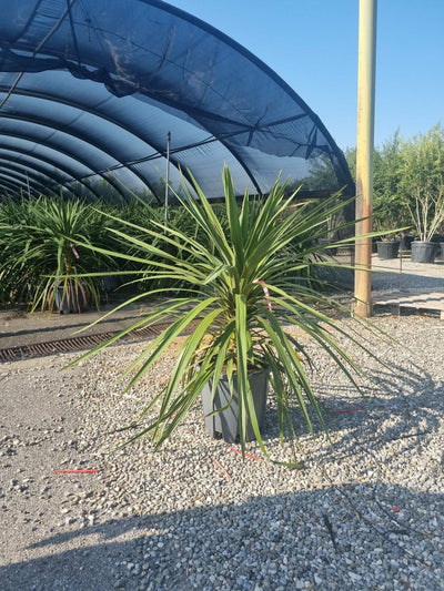 CORDYLINE australis 'Pink Champagne'