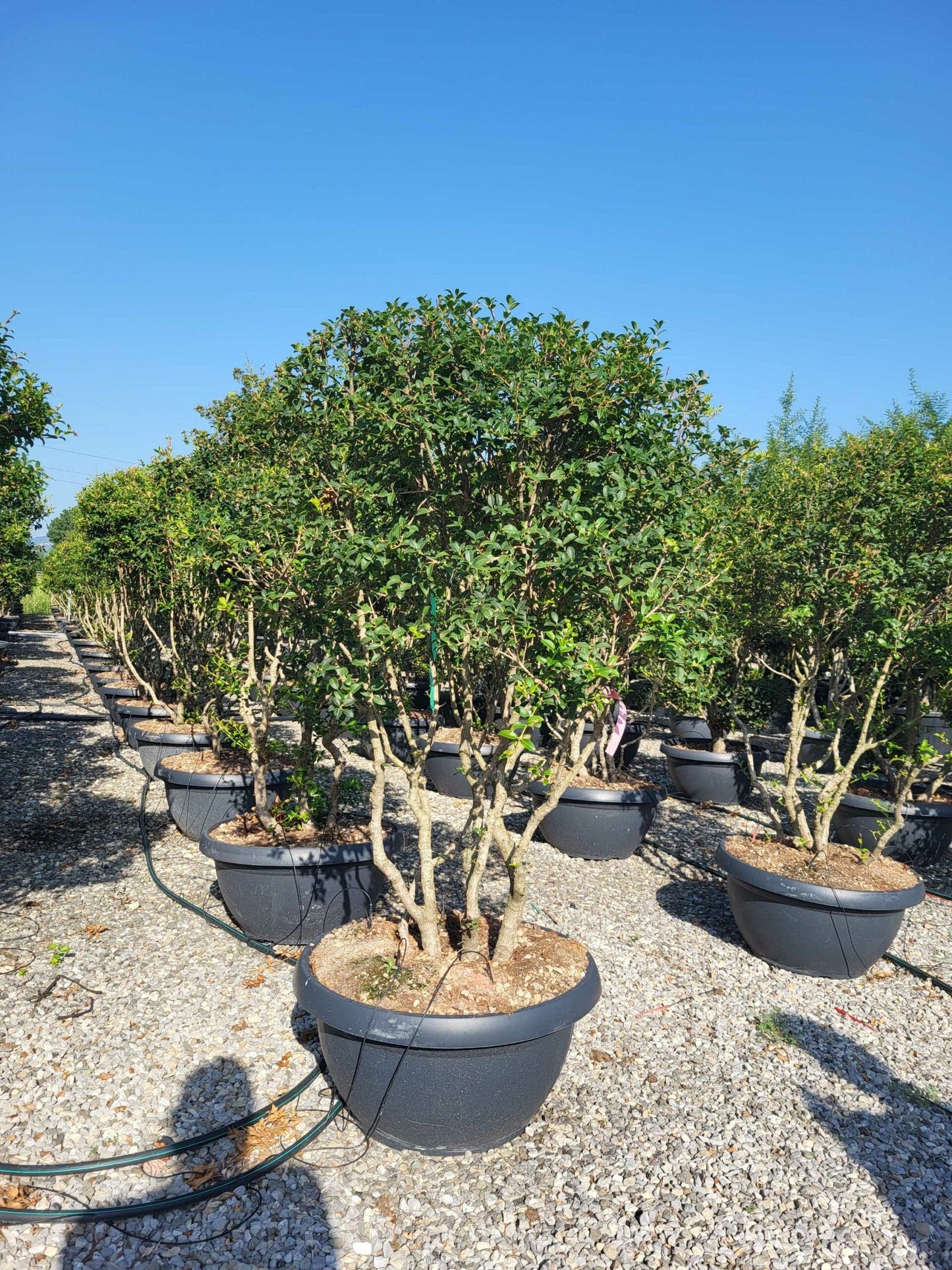 OSTRYA carpinifolia
