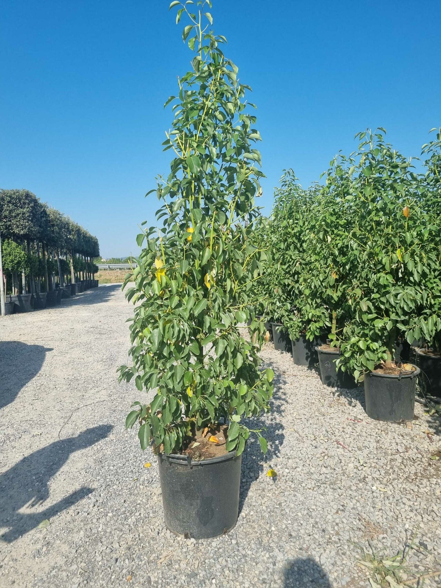 CISTUS albidus