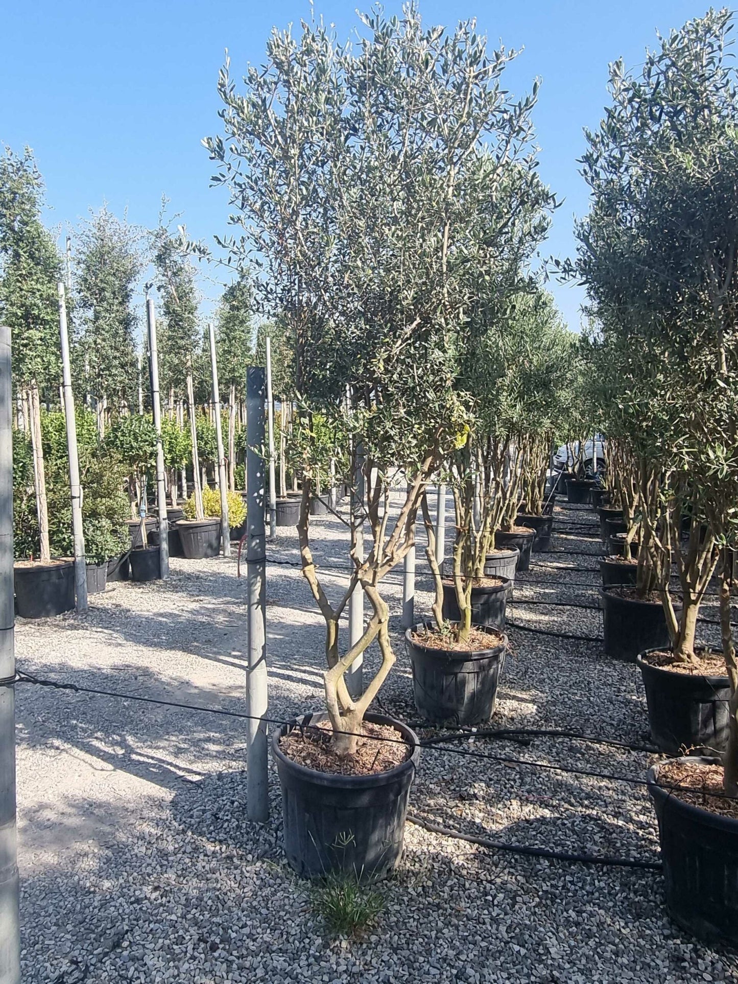 OLEA europaea 'Forma Toscana'