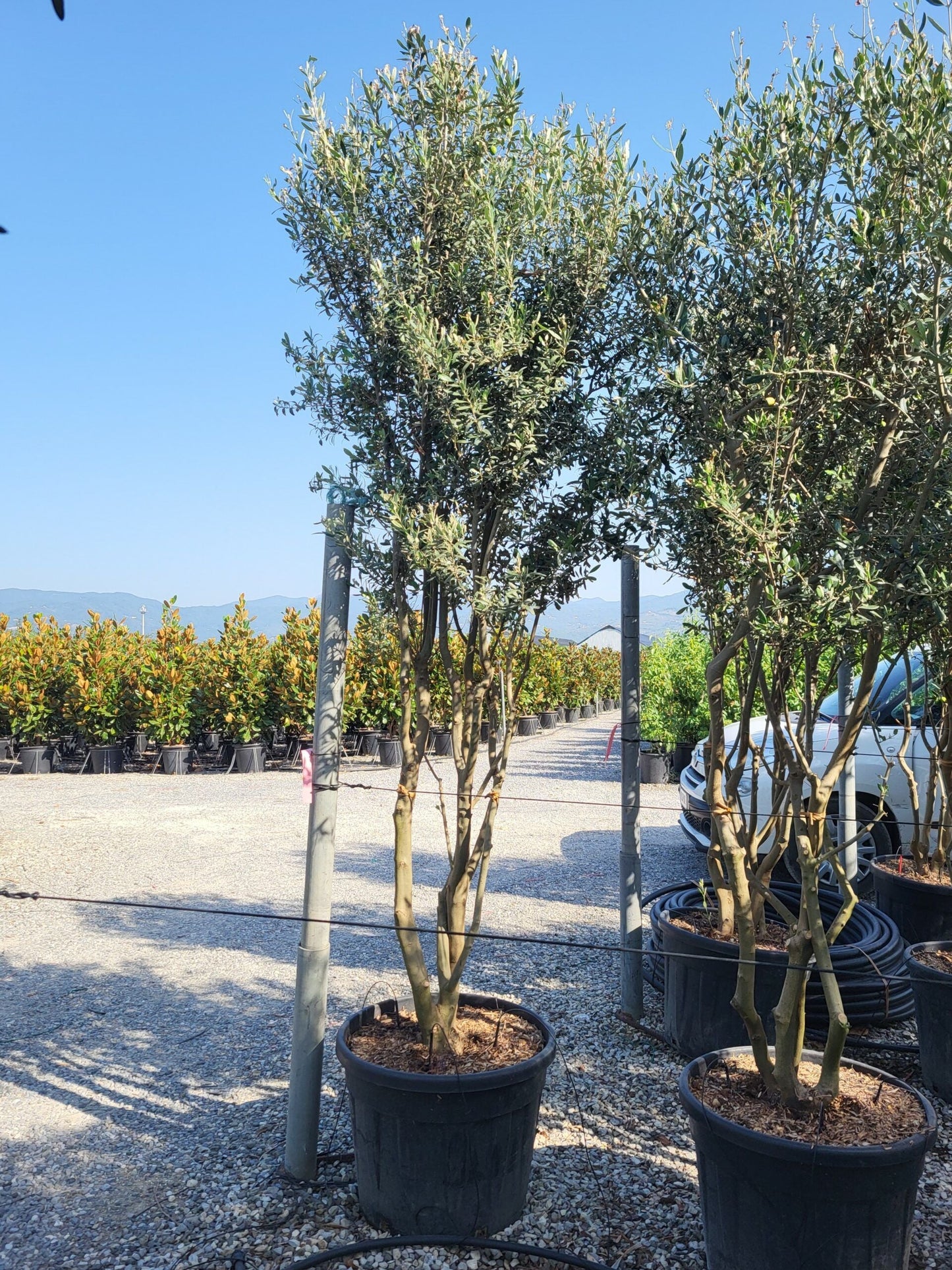 OLEA europaea 'Forma Toscana'