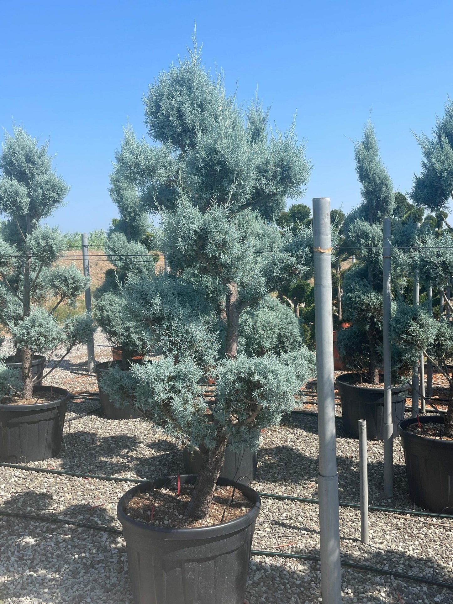 CUPRESSUS cashmeriana