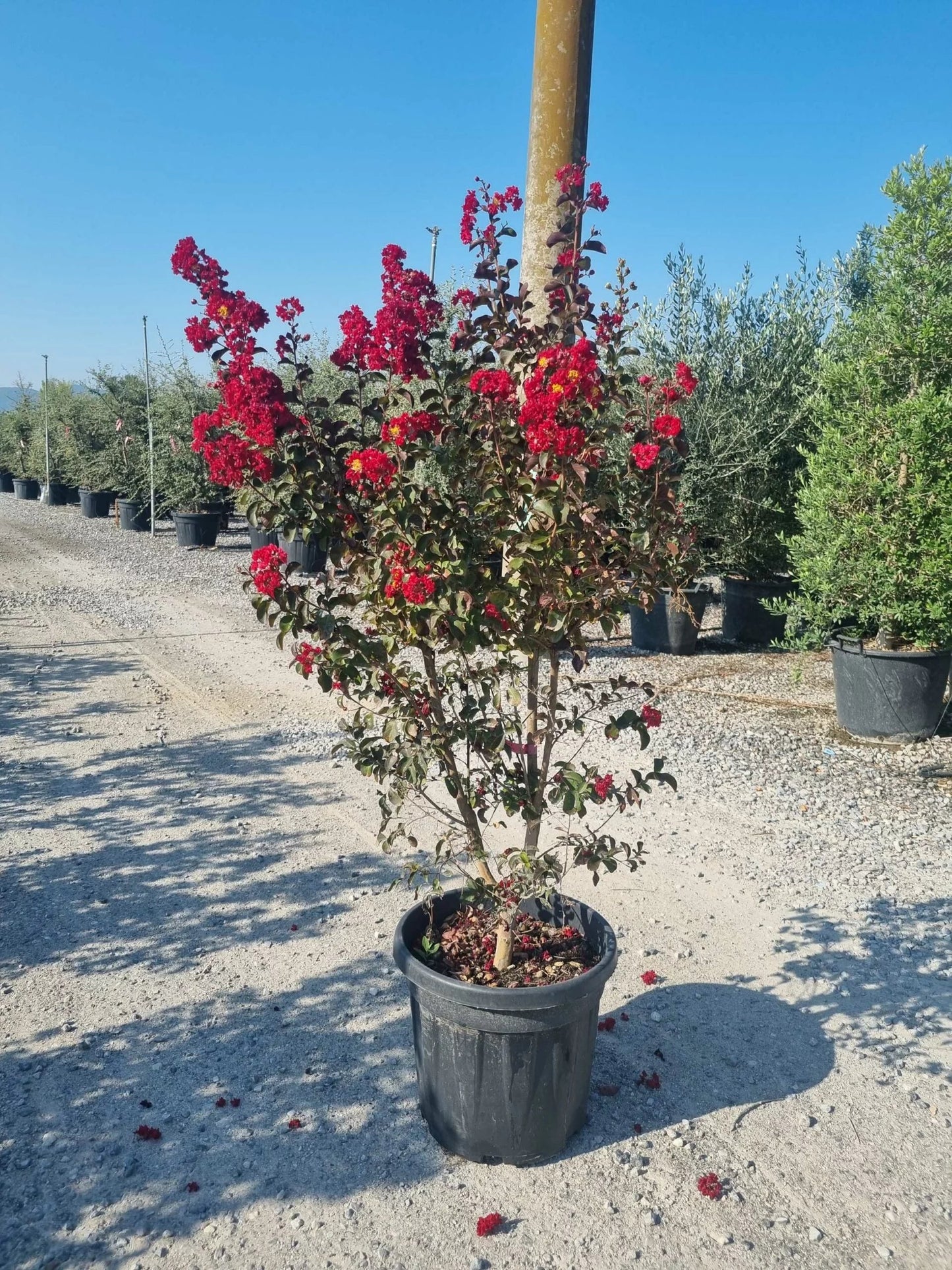 LAGERSTROEMIA x 'Lipan'