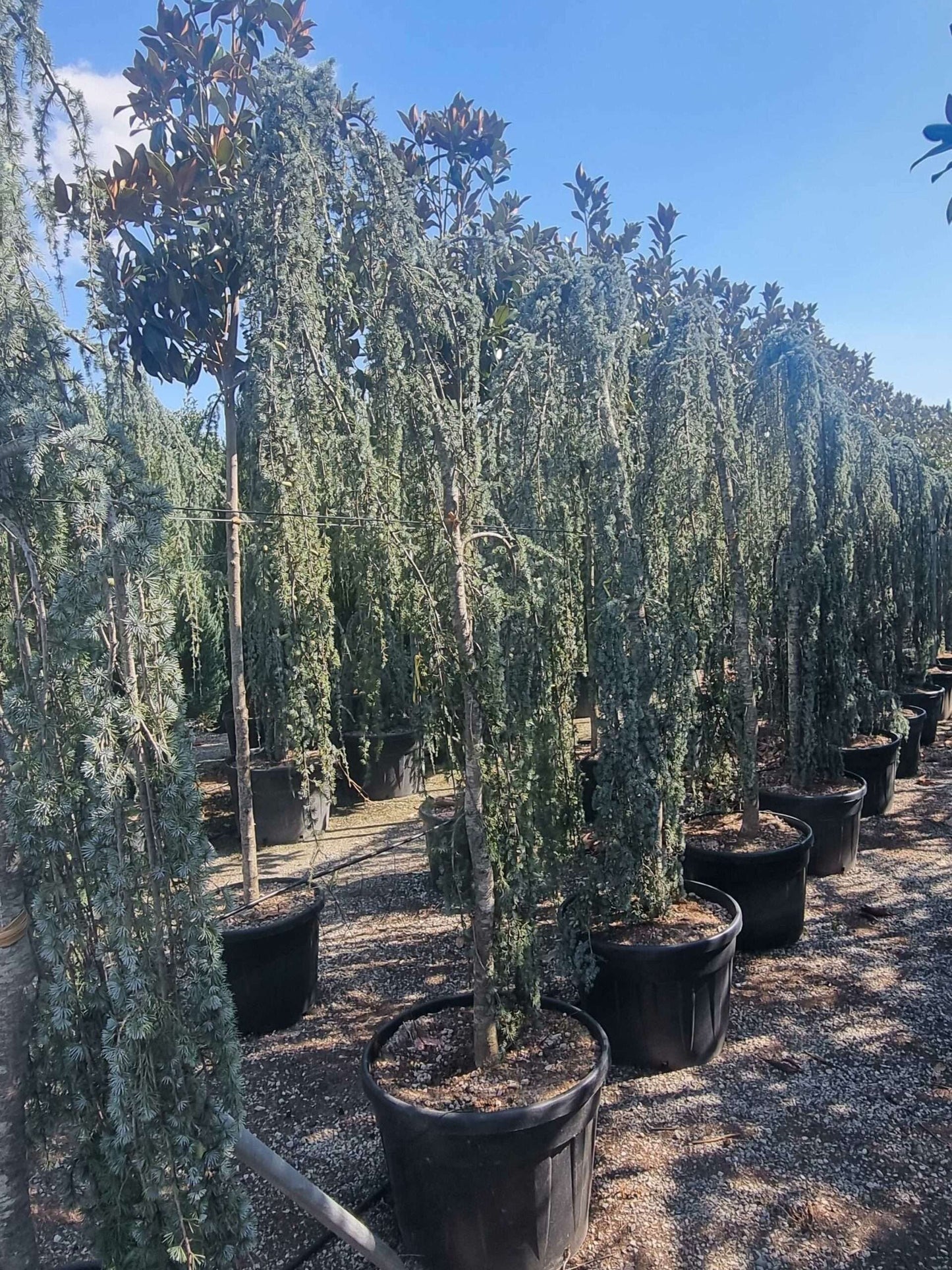 CEDRUS atlantica 'Glauca'