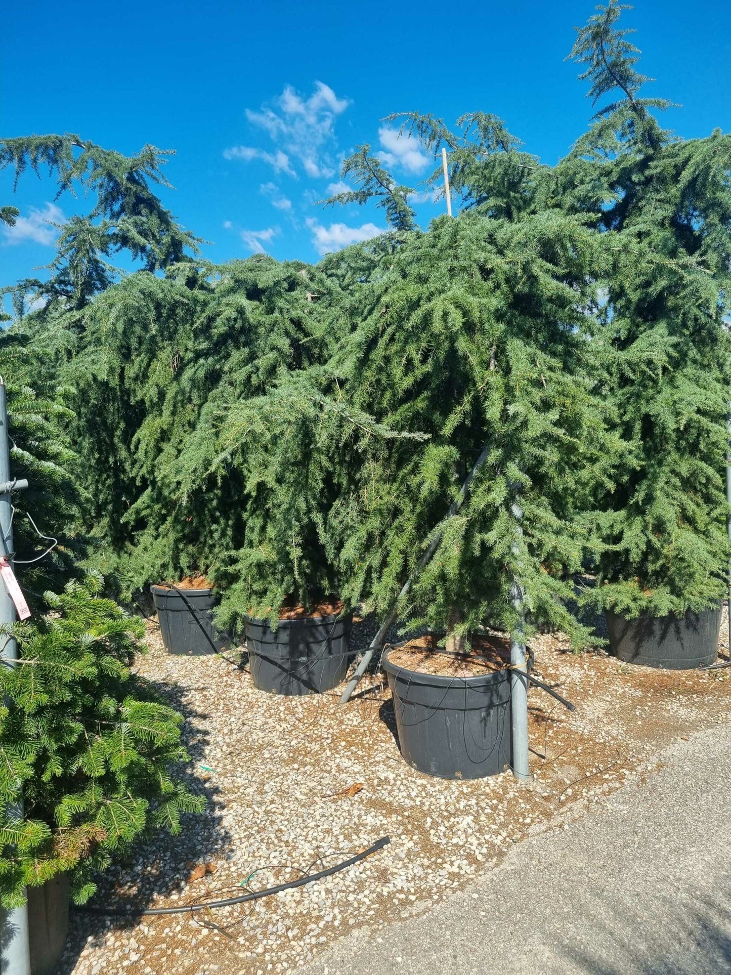 CEDRUS deodara 'Robusta Glauca'