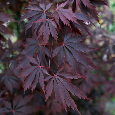 ACER palmatum 'Black Lace' ®