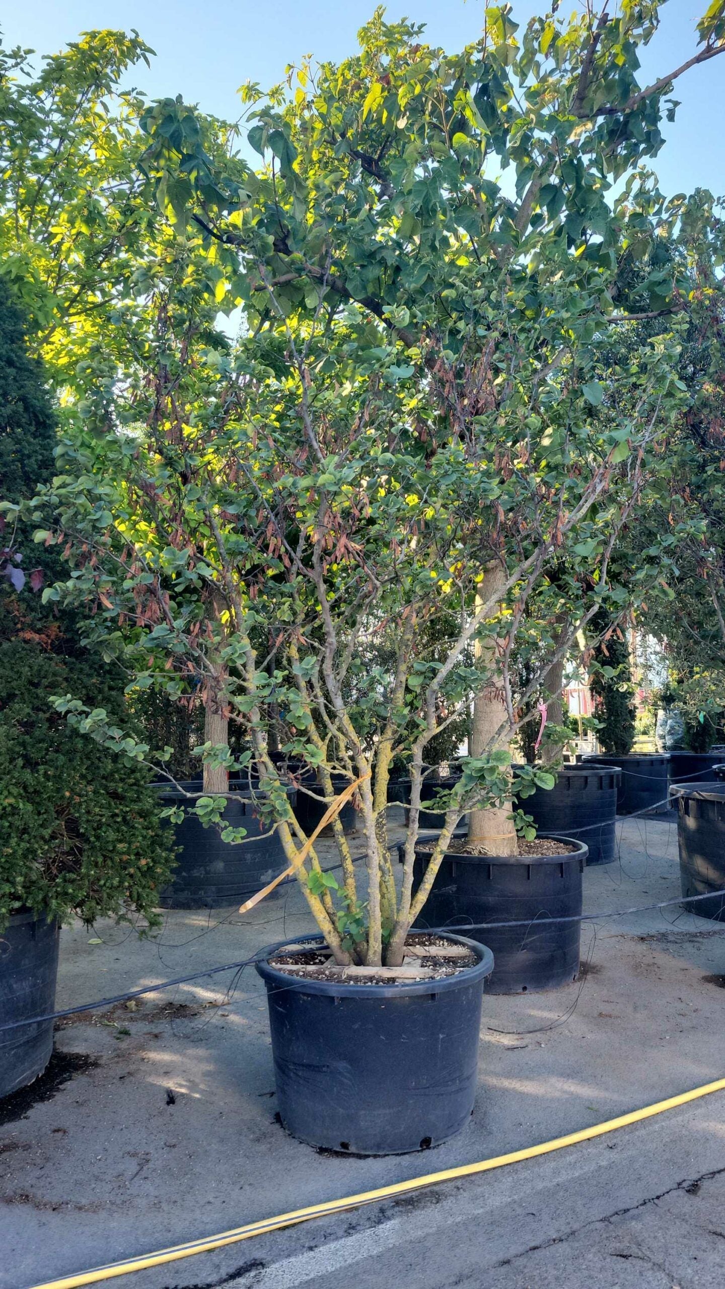 CERCIS siliquastrum 'Alba'