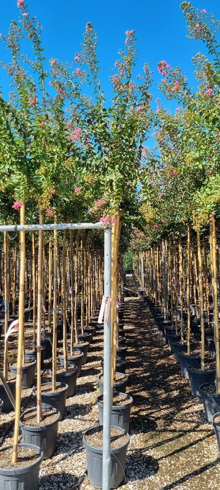 LAGERSTROEMIA indica 'Rosea Nova'