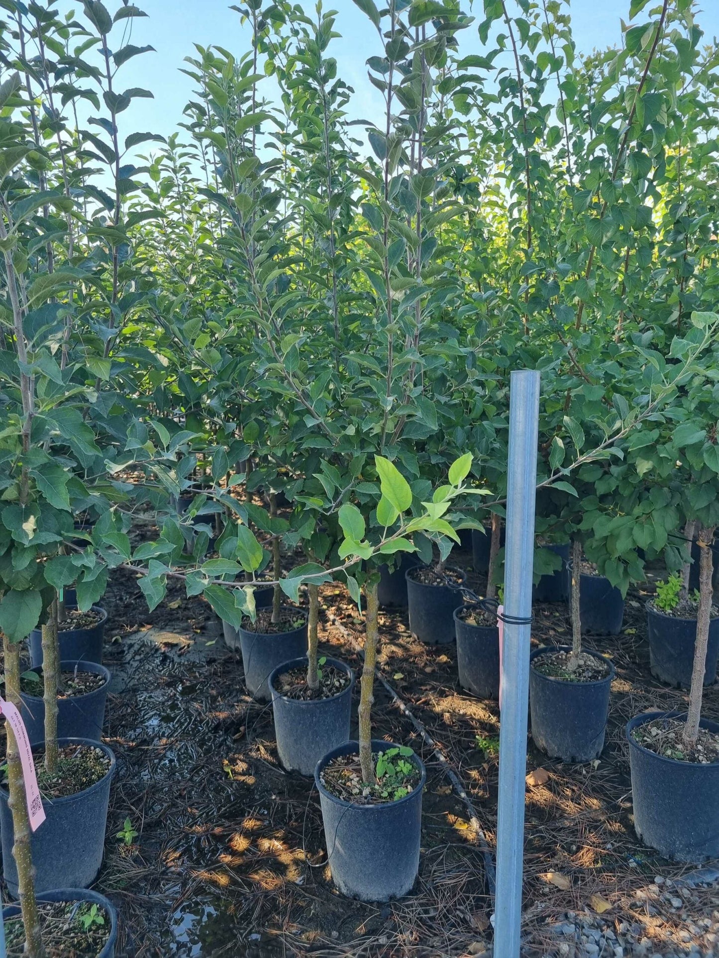 MALUS COMMUNIS 'Starking'