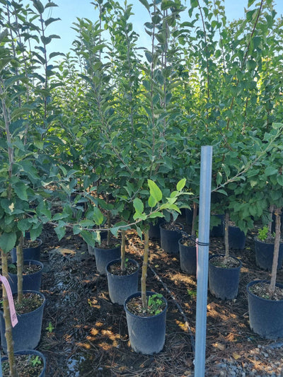 MALUS COMMUNIS 'Starking'