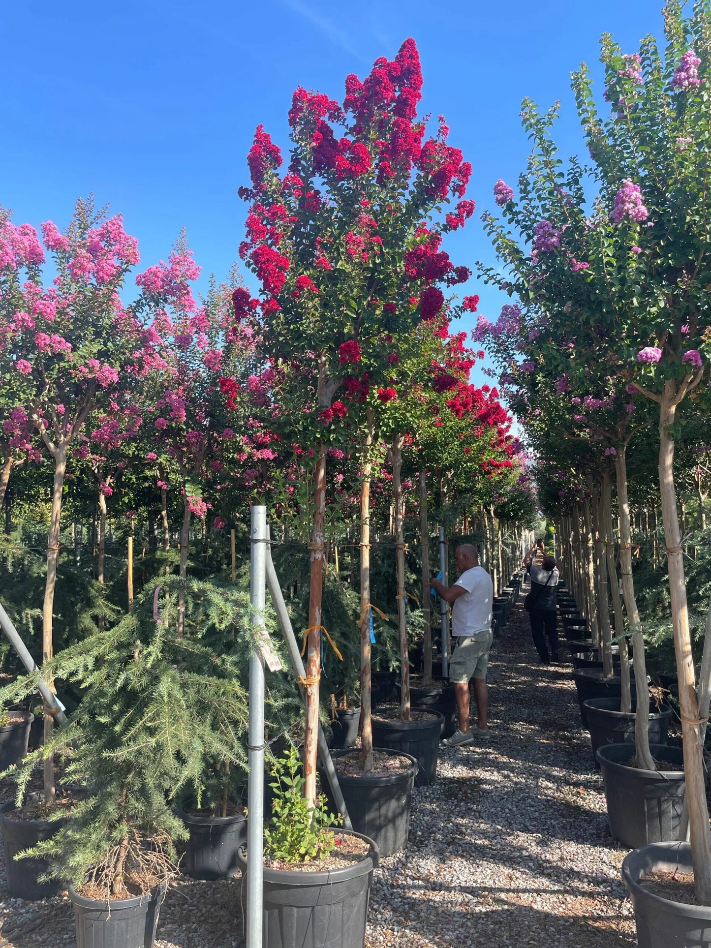 LAGERSTROEMIA x 'Lipan'