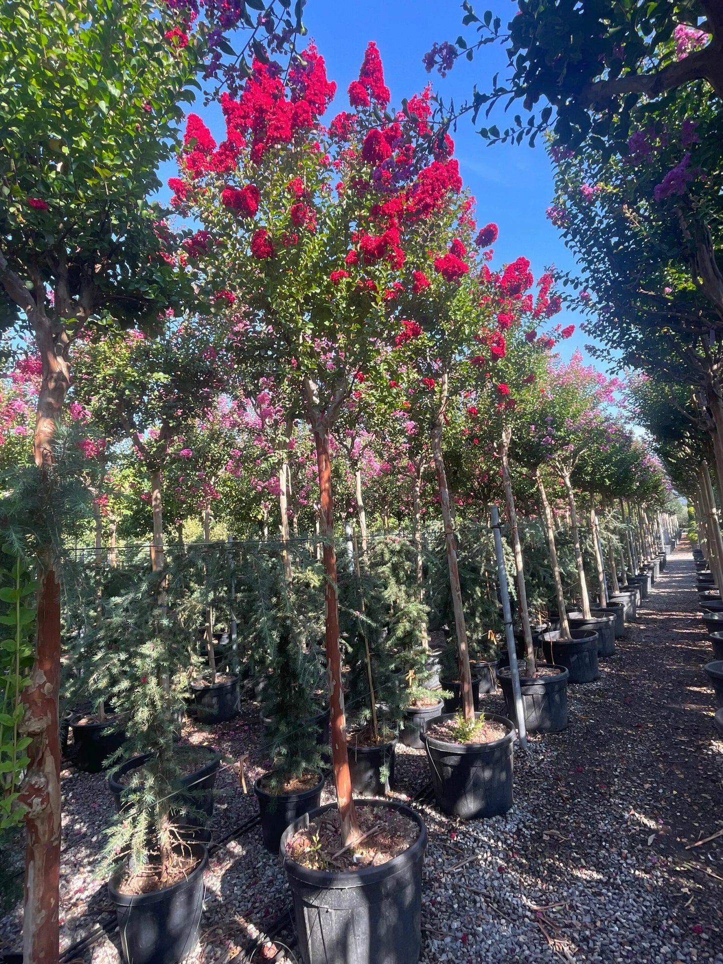 LAGERSTROEMIA x 'Lipan'