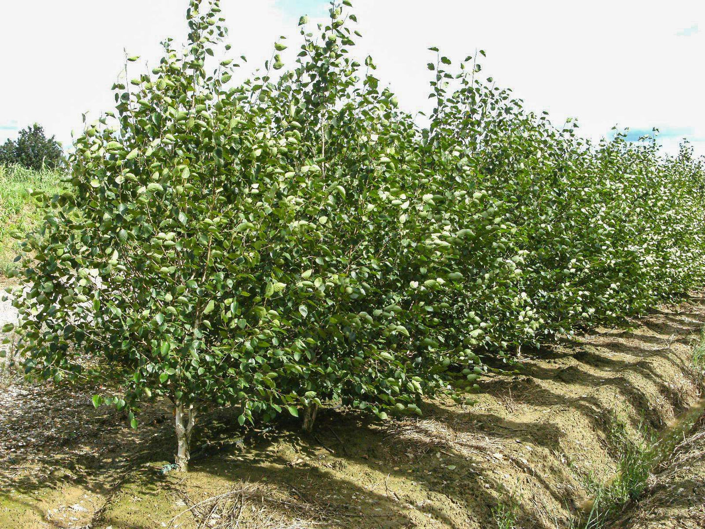 BETULA jacquemontii