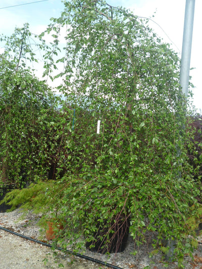 BETULA nigra 'Summer cascade'