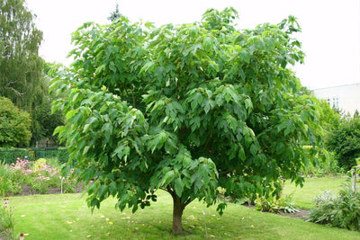 BROUSSONETIA papyrifera
