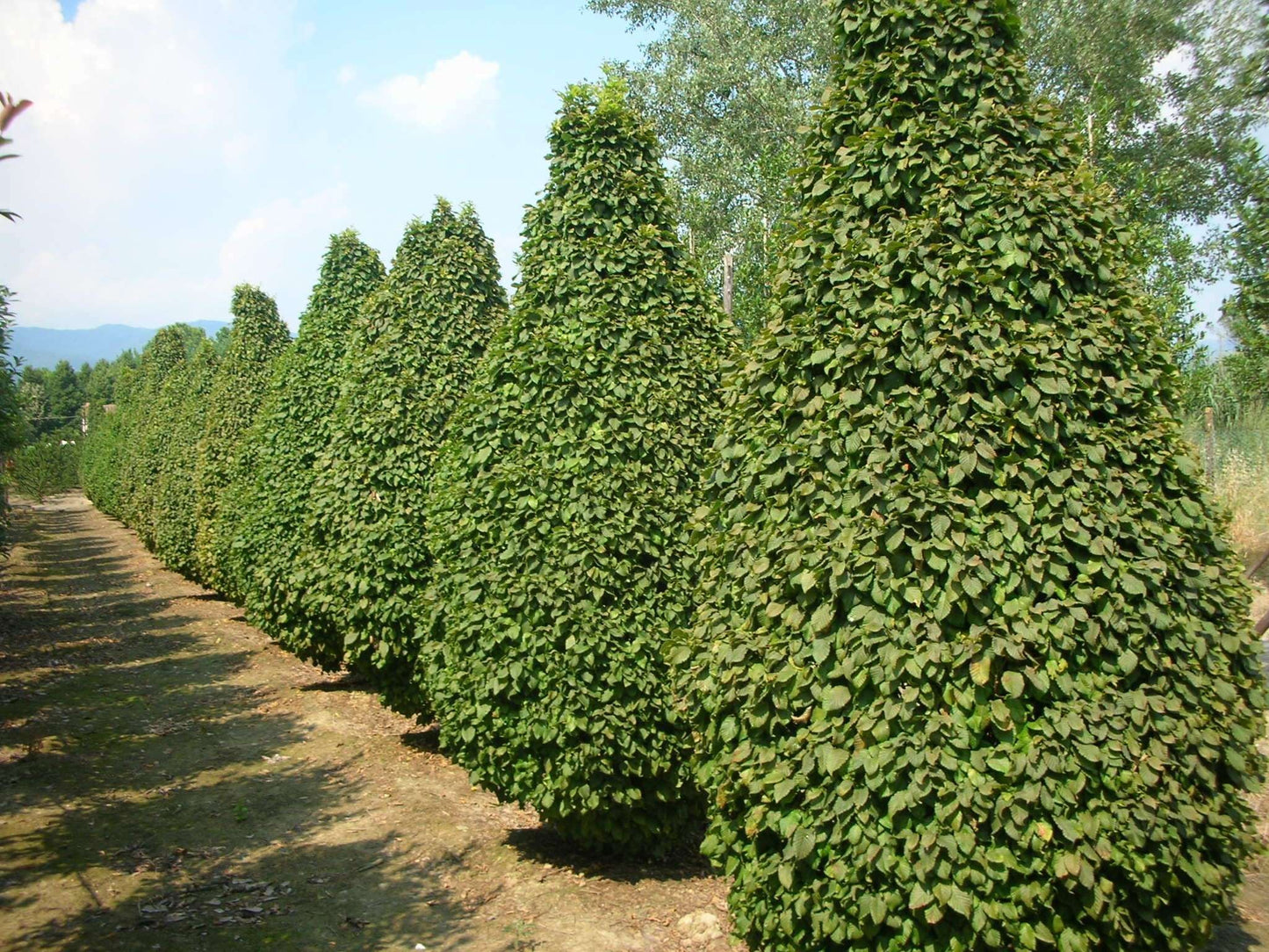 CARPINUS betulus 'Monumentalis'
