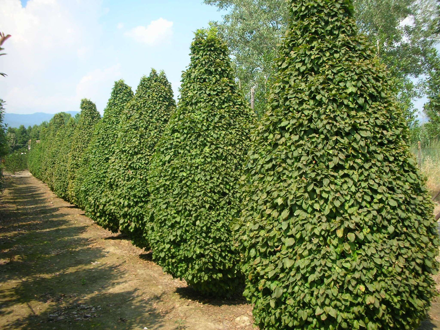 CARPINUS betulus 'Monumentalis'