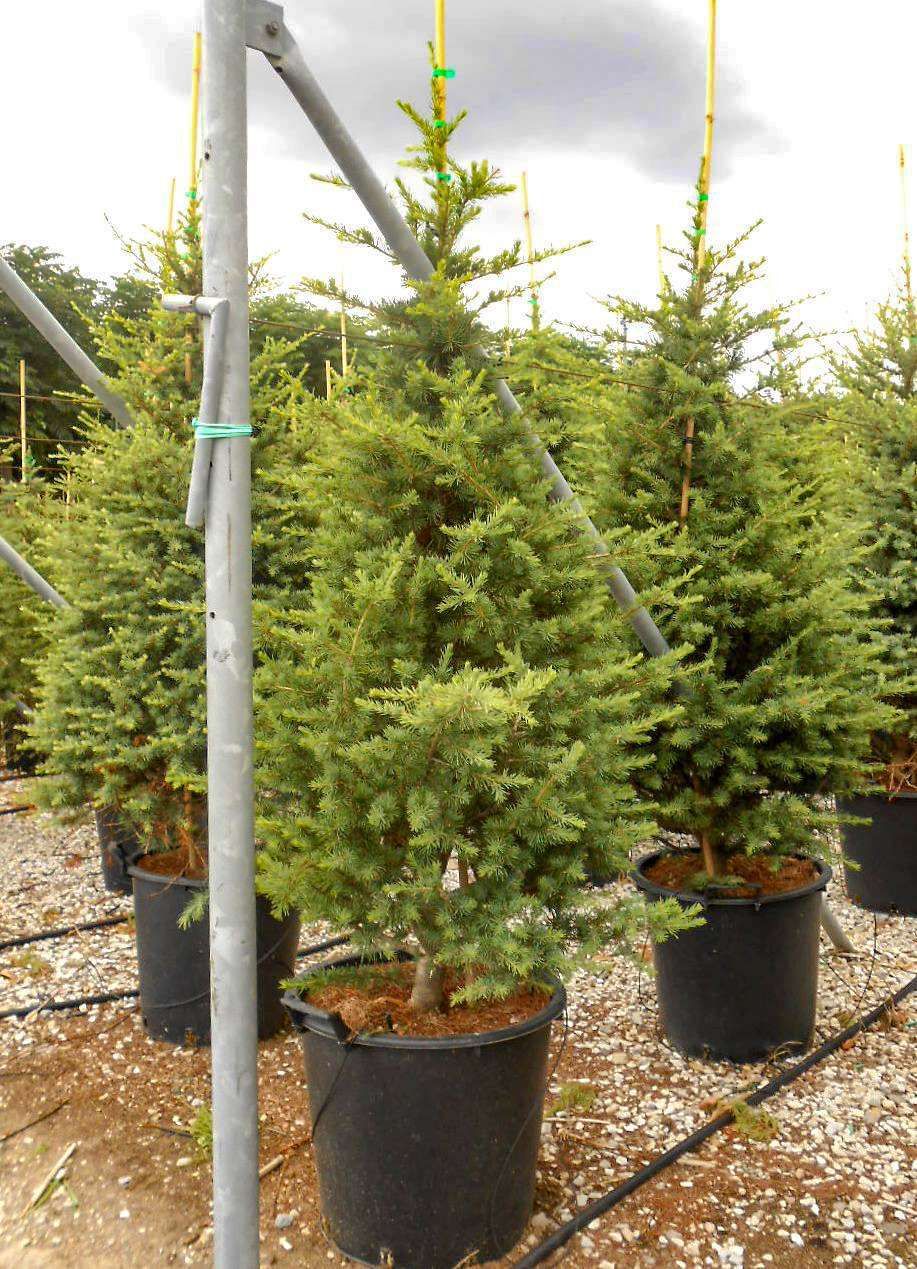 CEDRUS atlantica