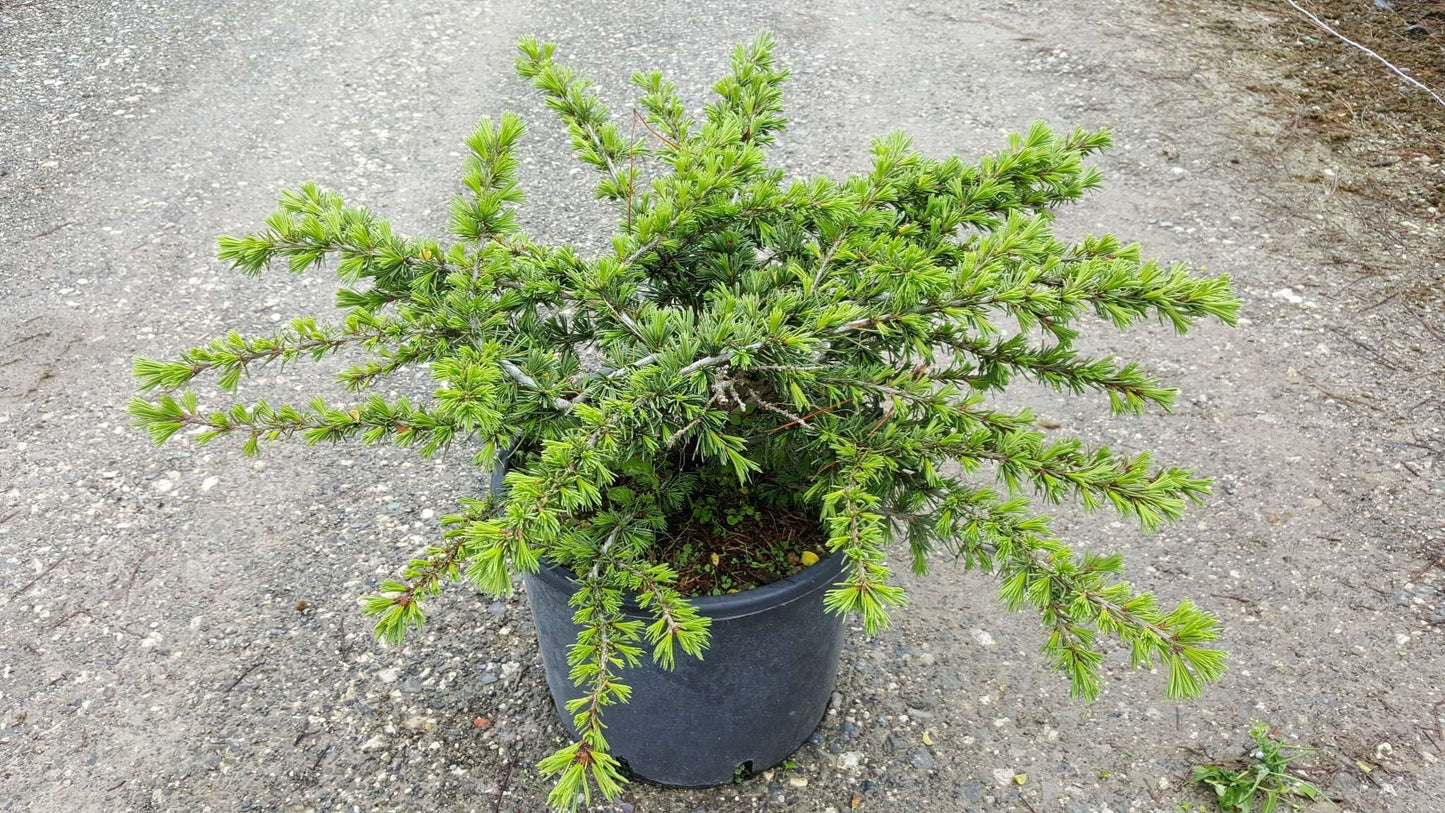 CEDRUS atlantica 'Nana'