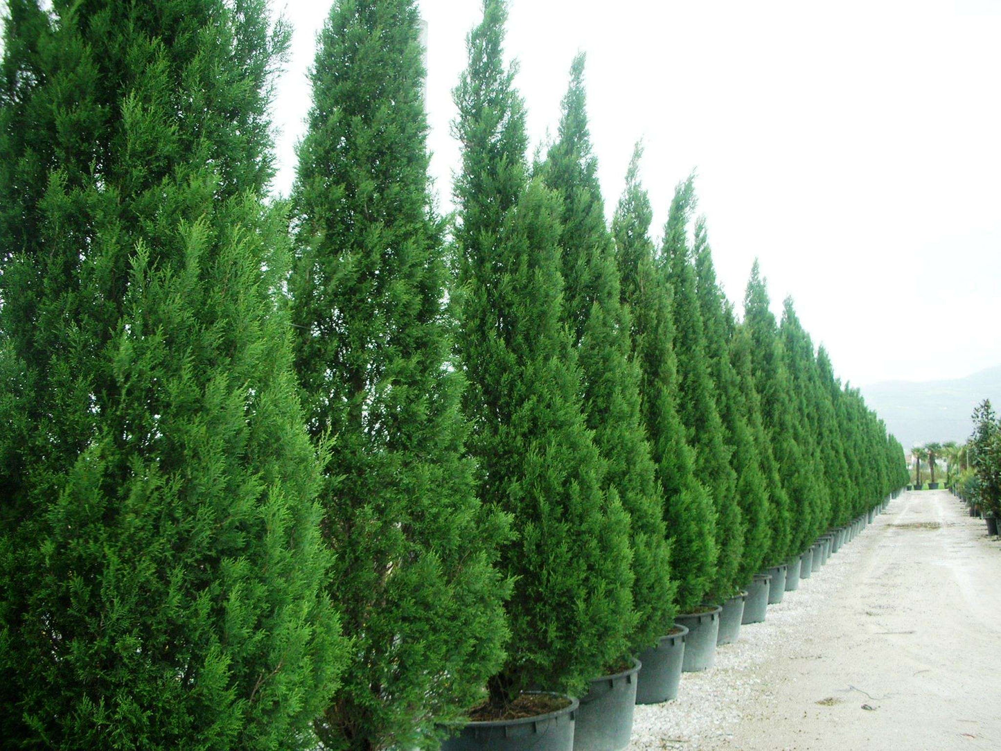 CUPRESSOCYPARIS leylandii '2001'
