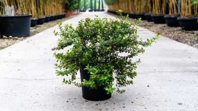ESCALLONIA 'Red Dream'