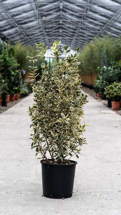 EUONYMUS japonicus 'Bravo'