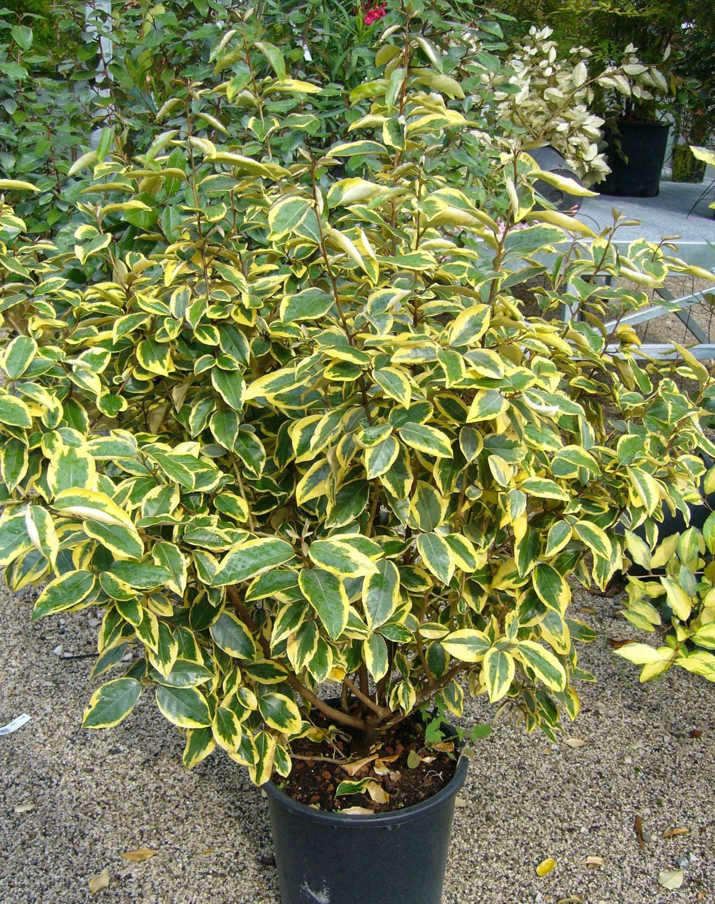 ELAEAGNUS x ebbingei 'Gilt Edge'