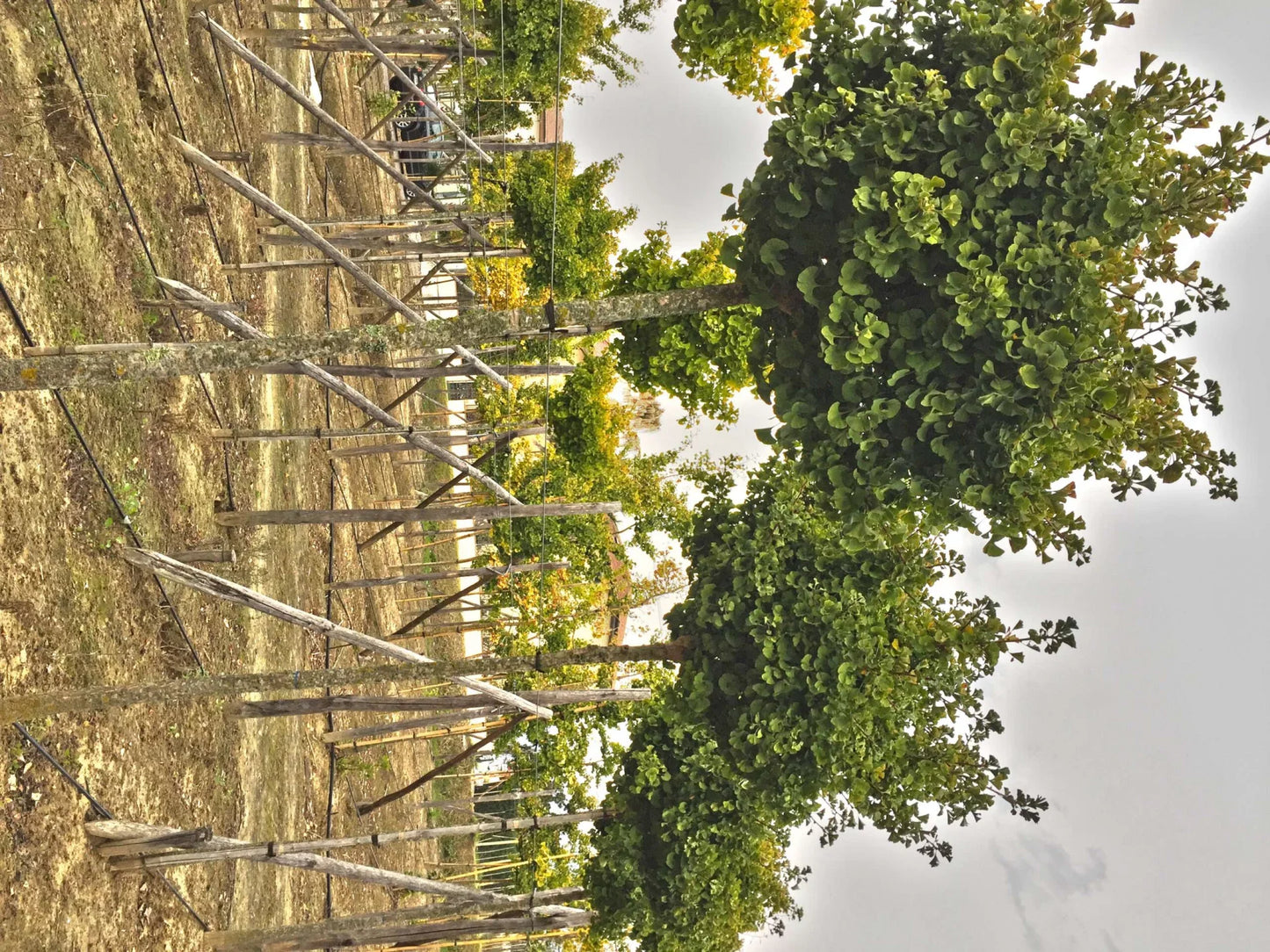 GINKGO biloba 'Mariken'