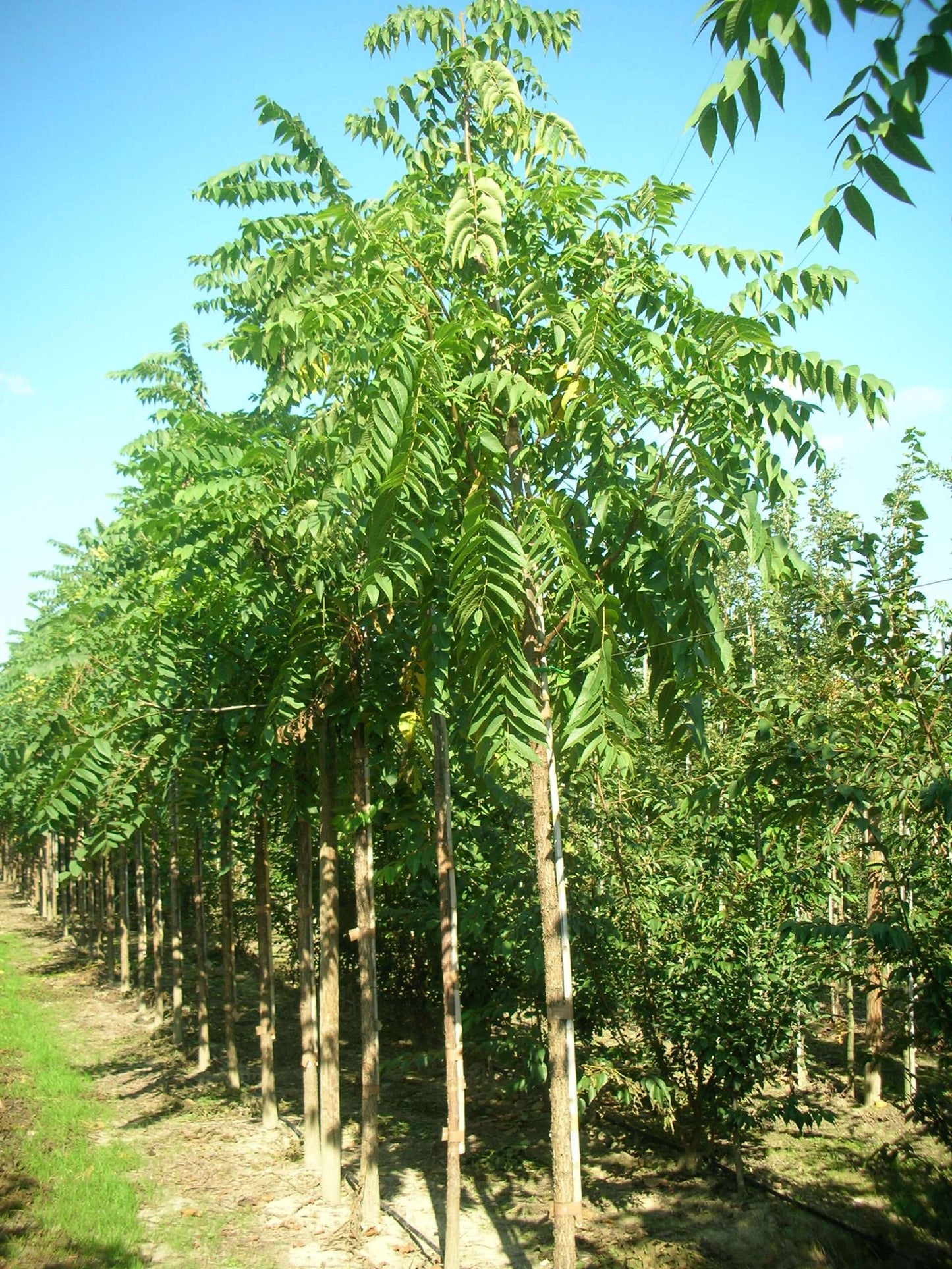 JUGLANS nigra