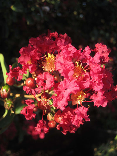 LAGERSTROEMIA indica 'Red Imperator'