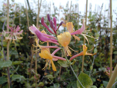 LONICERA x heckrottii 'Goldflame'