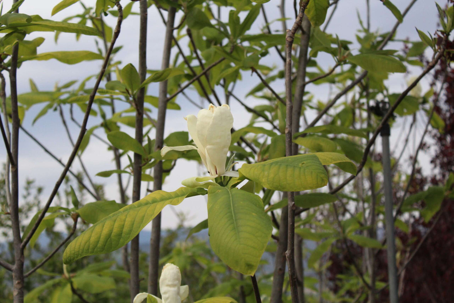 MAGNOLIA tripetala